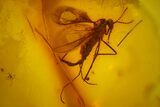 Fossil Gall Midge, Fly and a Mite in Baltic Amber #170031-3